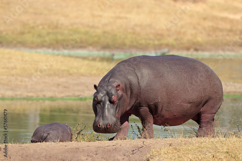 Hippopotamus on river bank