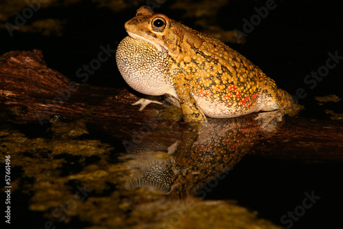 Olive toad calling photo