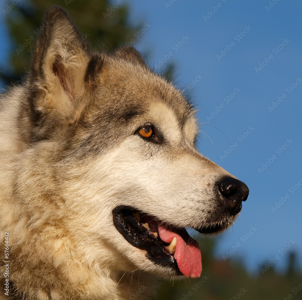 Obraz premium Portrait de chien de traîneau