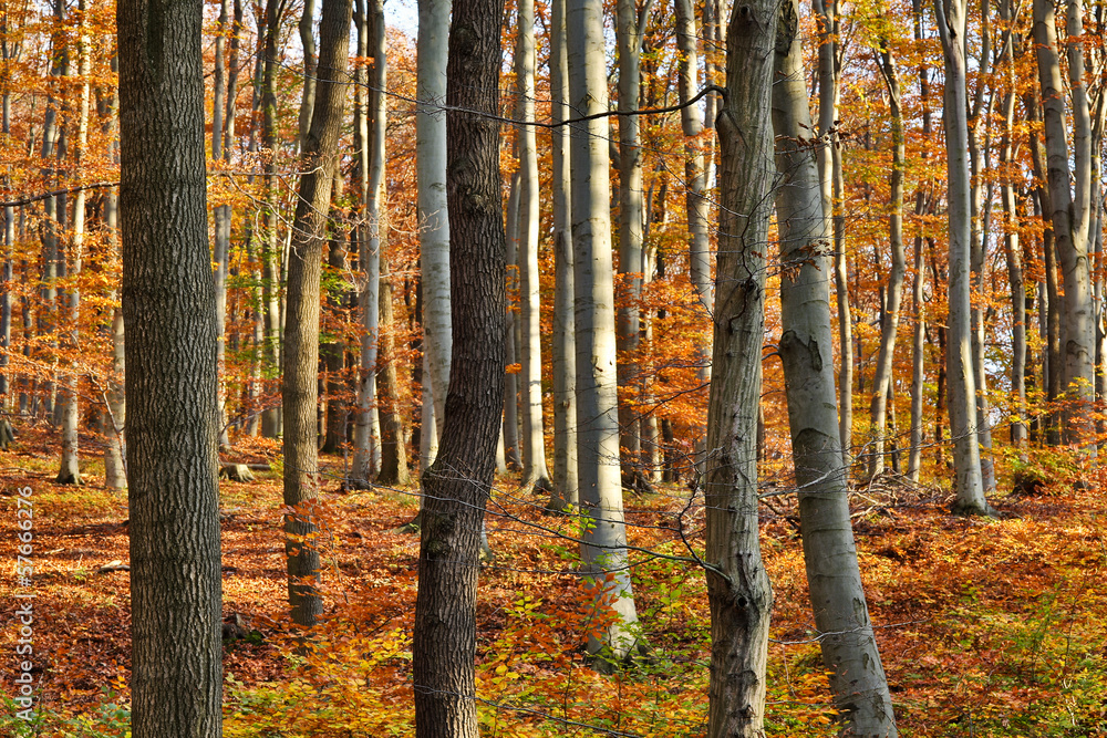 Fototapeta premium Wald im Herbst