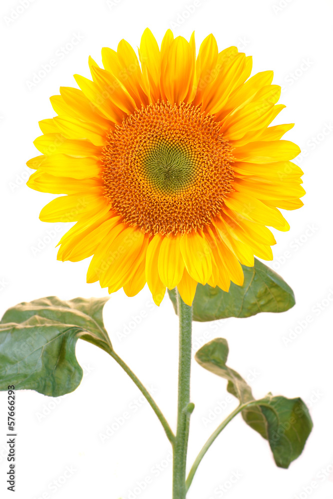 Sunflower on a white background