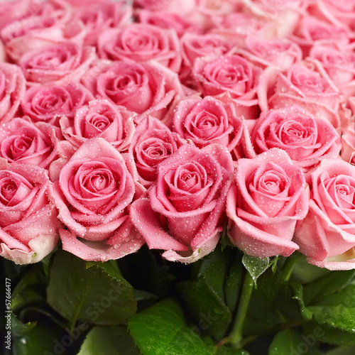 Pink natural roses