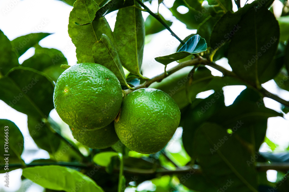 LGreen lemon on tree LGreen lemon on tree