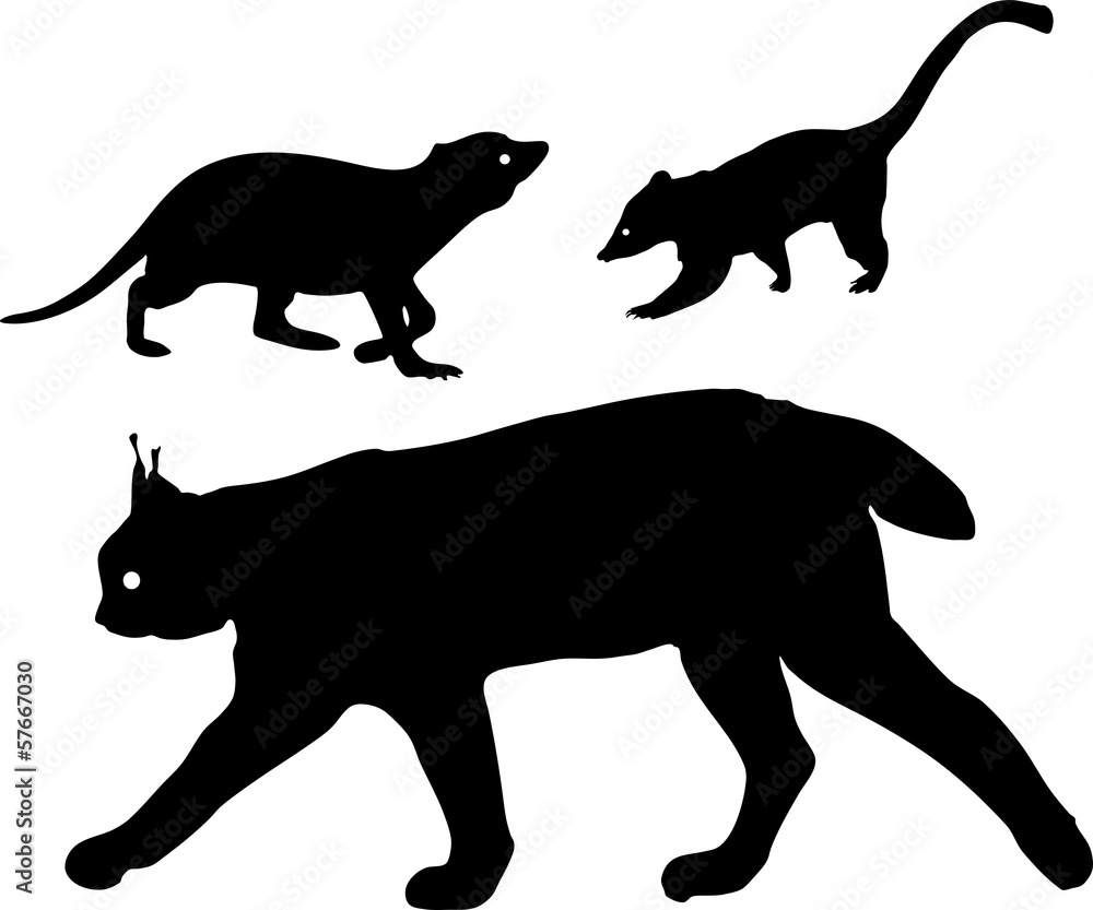 Obraz premium Silhouettes of lynx, meerkat and coati