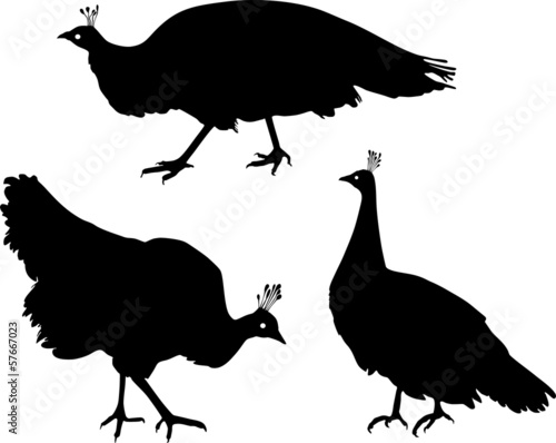 Silhouette of female peafowl