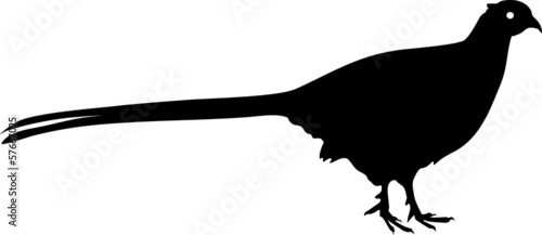 Silhouette of Common Pheasant