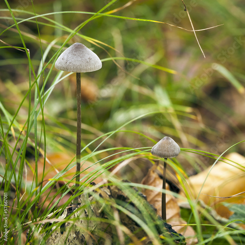 Mycena Mushroom photo