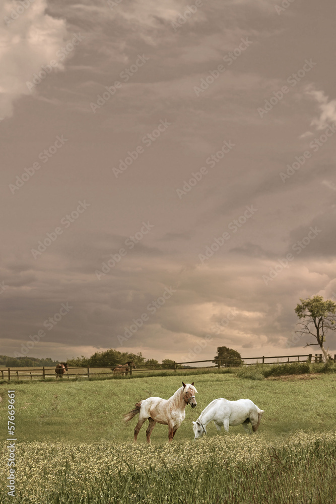 Fototapeta premium Horses in the field