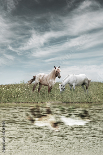 horses on the meadow near the water