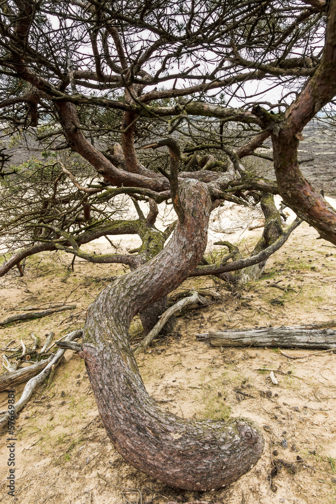 Obraz premium Sandy Pine forest