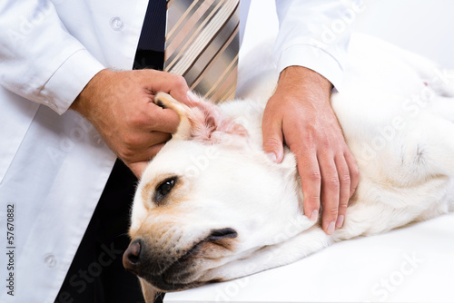 vet checks the health of a dog