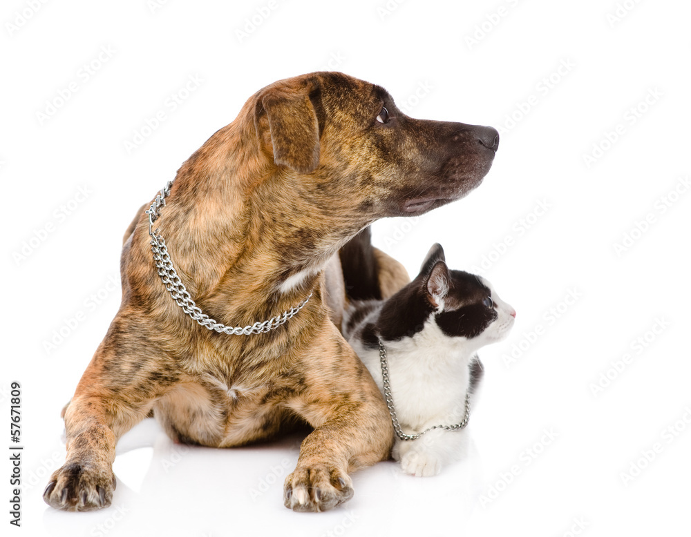 dog and cat together looking away. isolated on white background dog and cat together looking away. isolated on white background