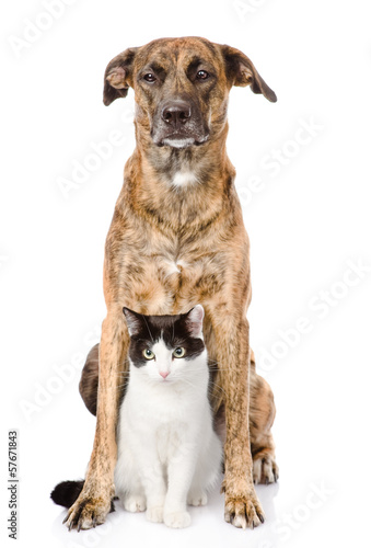 Dog and cat sitting in front. isolated on white background