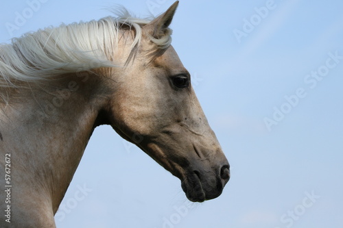 Wallpaper Mural Stolzer Lusitano Torontodigital.ca