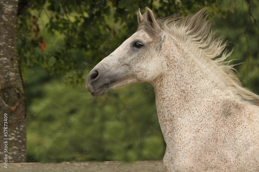 Obraz premium Portrait Andalusier