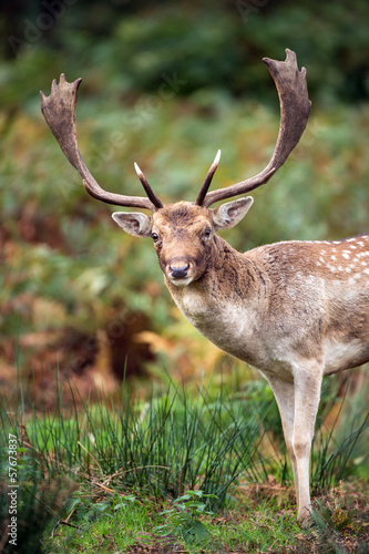 Fallow Deer © davemhuntphoto
