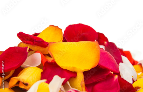 rose petals isolated