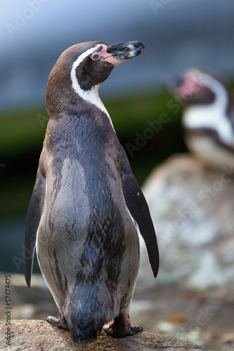 Humboldt Penguin photo