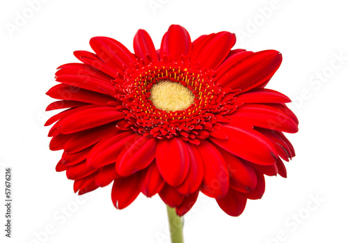 Fototapeta Naklejka Na Ścianę i Meble -  beautiful gerbera flower