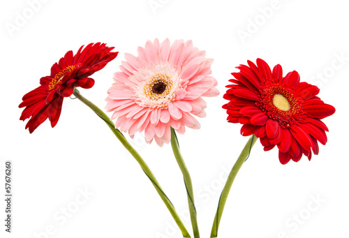 bouquet of gerbera isolated