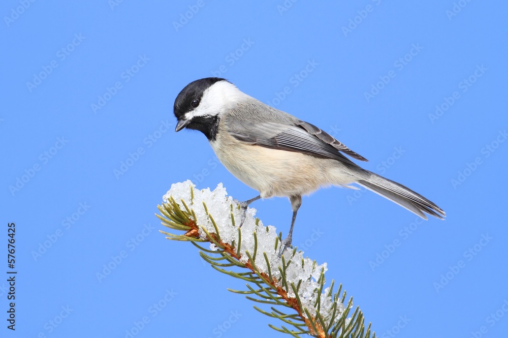Chickadee on a Branch Chickadee on a Branch