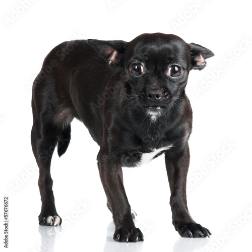 Photography little scared dog