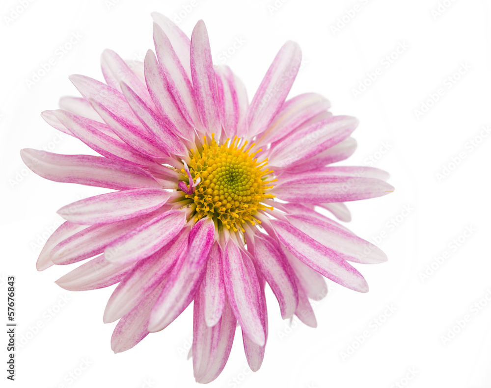 chrysanthemum isolated chrysanthemum isolated