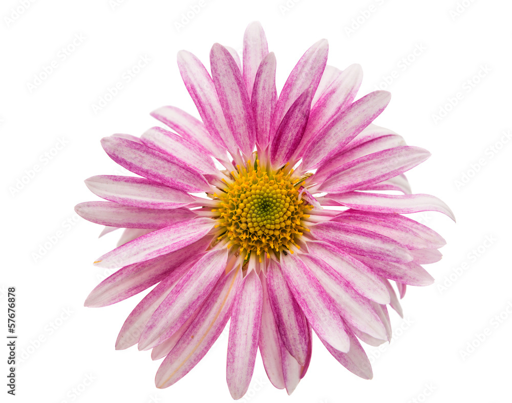 chrysanthemum isolated