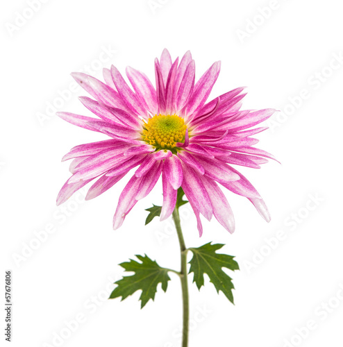 Fototapeta Naklejka Na Ścianę i Meble -  chrysanthemum isolated