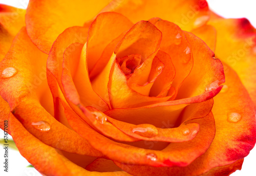 beautiful orange single rose bud isolated