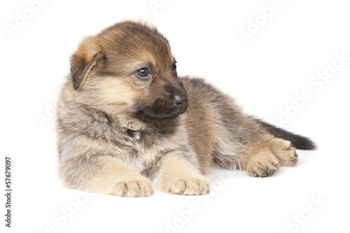 sheepdogs puppy isolated on white background