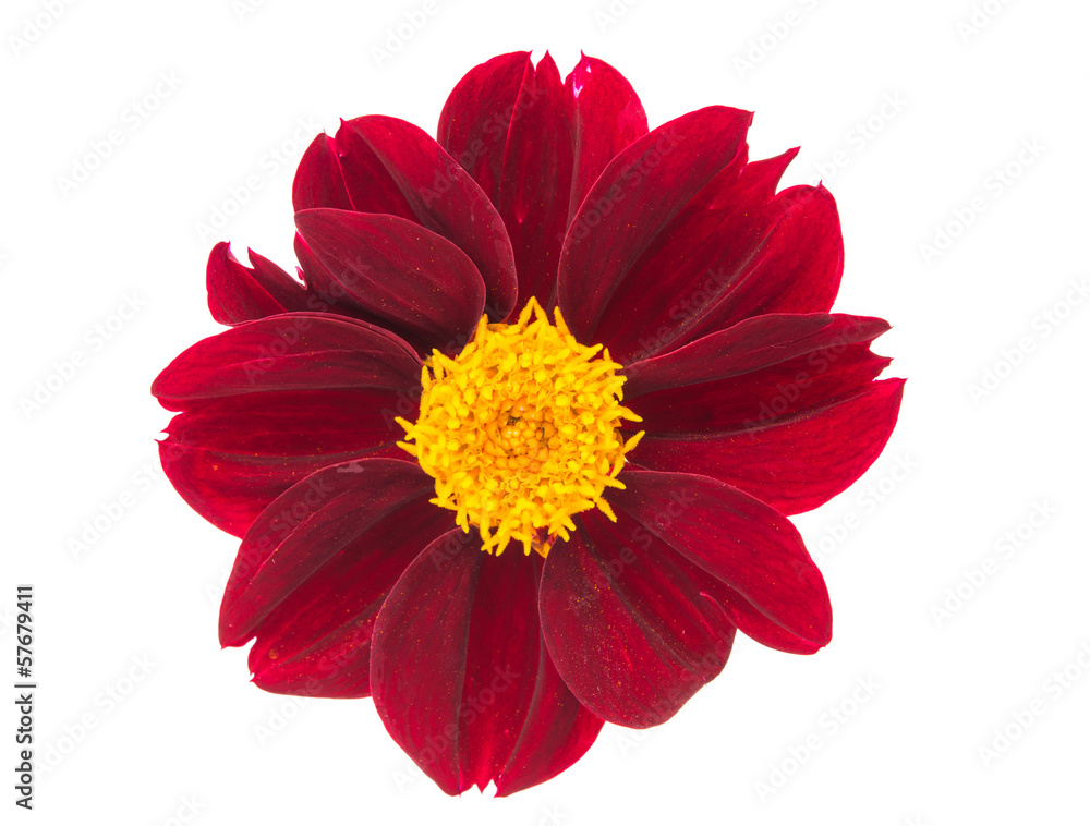 dahlia flower isolated dahlia flower isolated