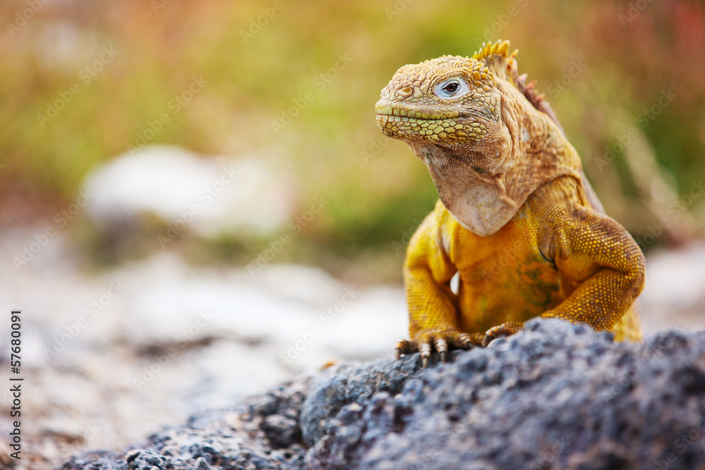Tableau sur toile Land iguana