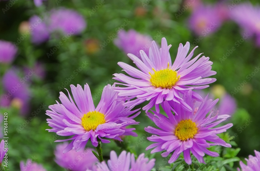 Fototapeta premium Aster Novi Belgii 05