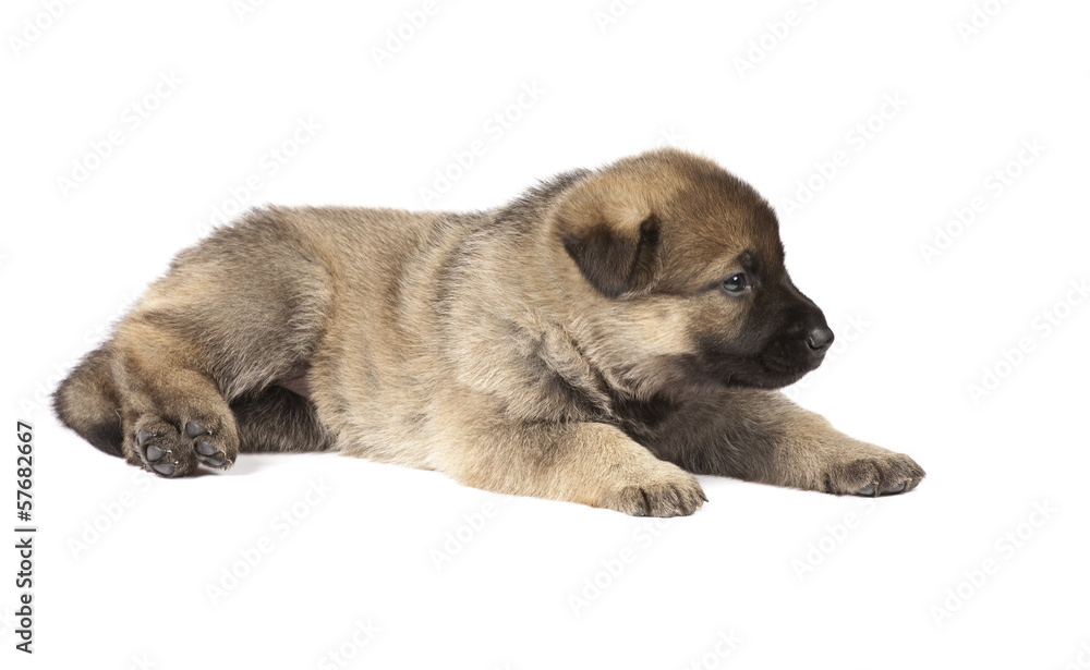 sheepdogs puppy isolated on white background sheepdogs puppy isolated on white background