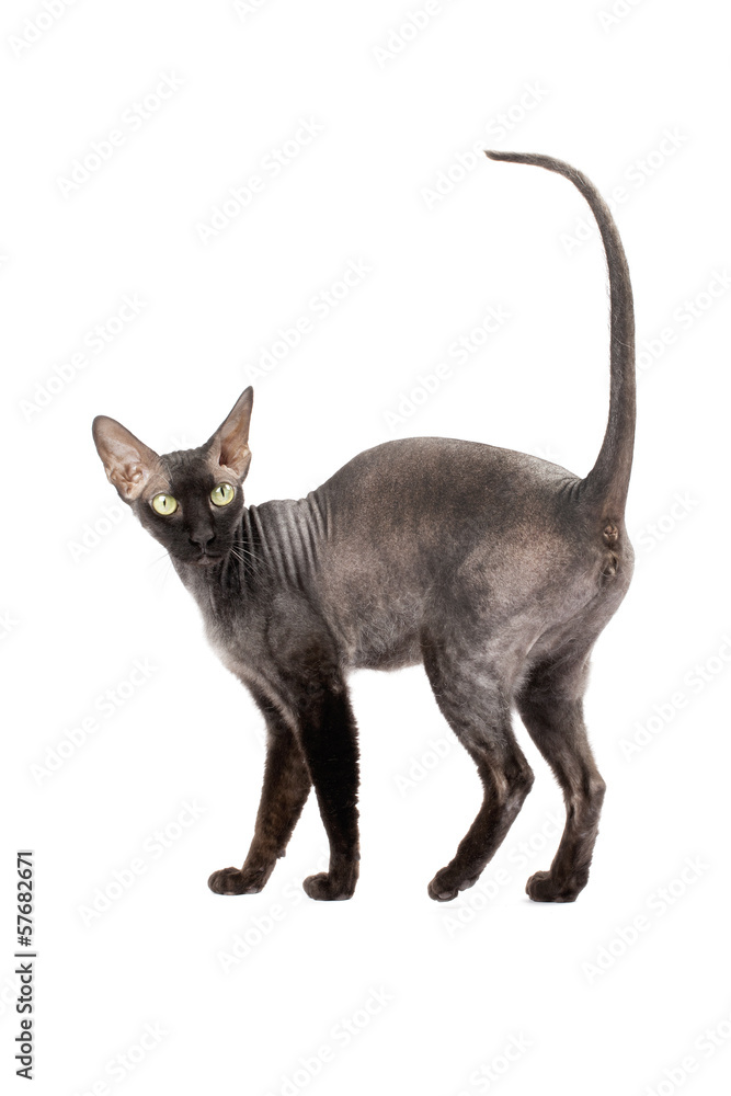 black bald cat Sphinx black bald cat Sphinx