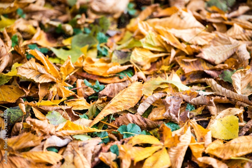 Autumn Chestnut Leaves