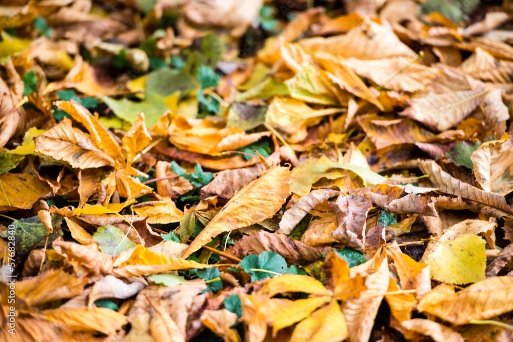 Autumn Chestnut Leaves Autumn Chestnut Leaves