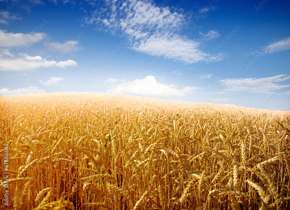 Fototapeta premium Wheat field against a blue sky