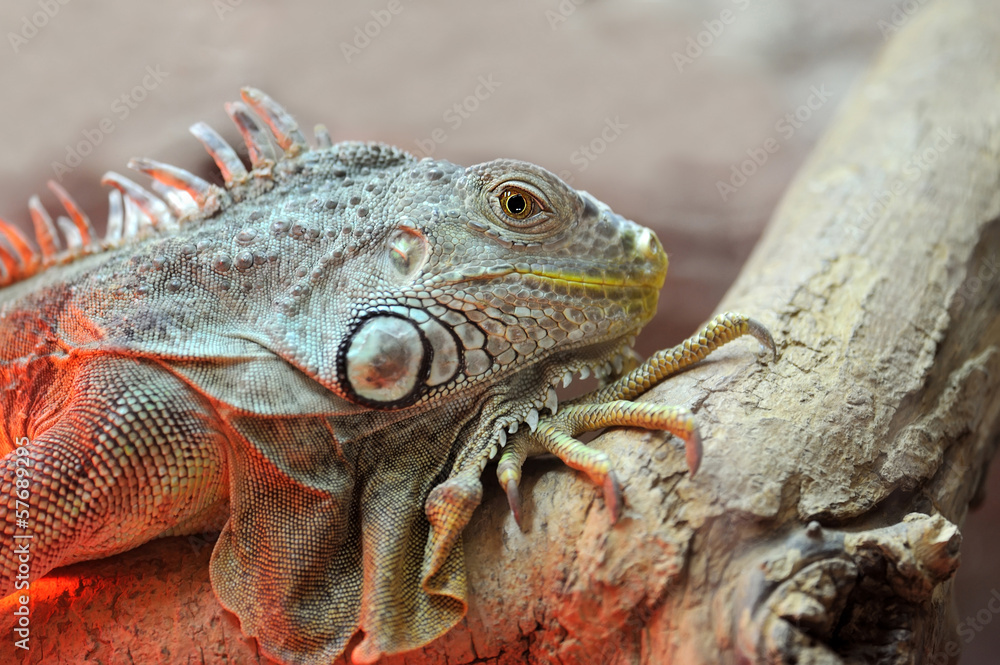 Fototapeta premium Iguana
