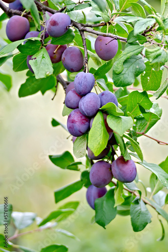 Plums purple on a branch