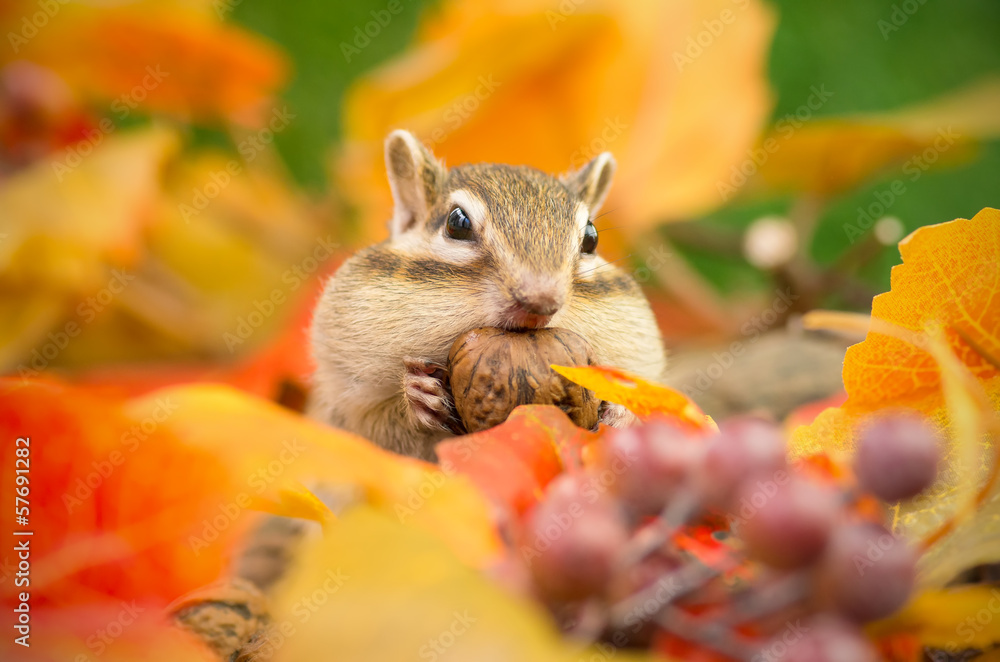 Fototapeta premium 秋のシマリス