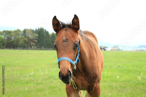サラブレッドの子馬 © takadahirohito