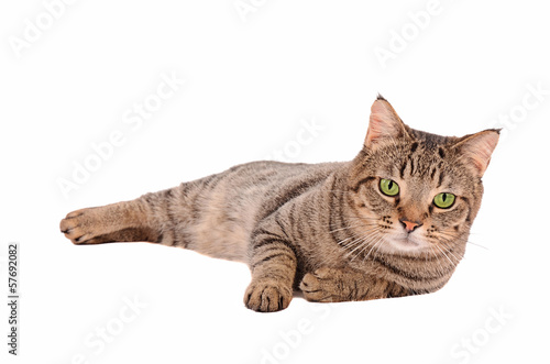 Serious looking tabby cat on a white background