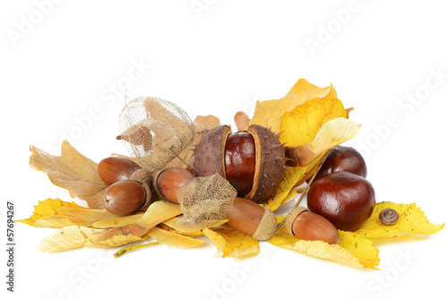 Autumn Still Life photo