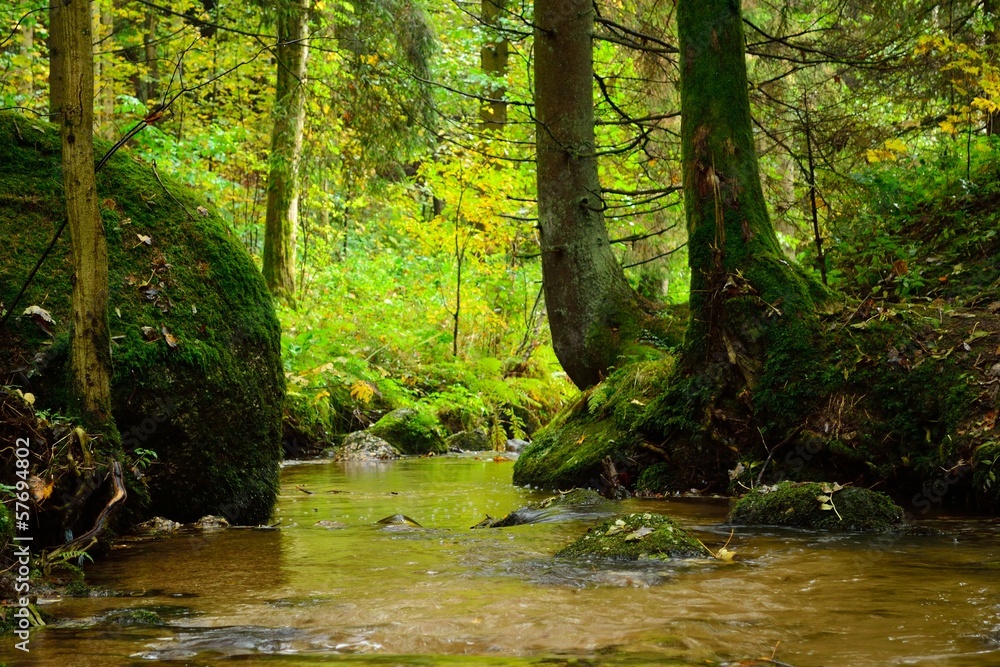 Obraz premium Baechlein w jesiennym lesie