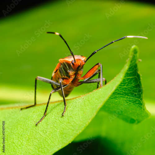 Red Stink Bug, a macro shot