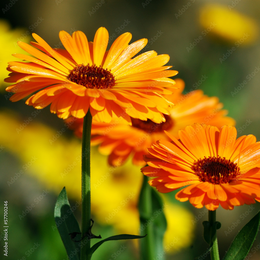 Marigold (Calendula officinalis) - obrazy, fototapety, plakaty 
