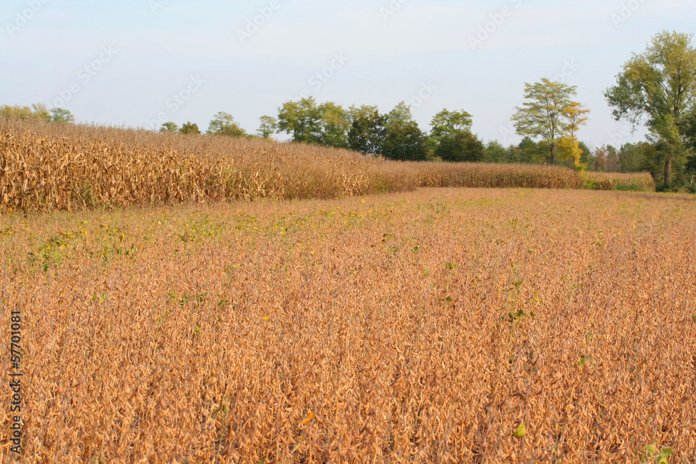 campi di soia e mais_ autunno