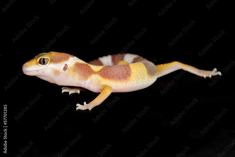 leopard gecko leopard gecko